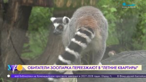 Лемуры Ленинградского зоопарка переехали в летние вольеры