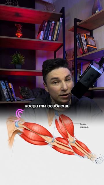 Учёные MIT создали искусственные мышцы, которые работают почти как настоящие человеческие