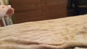 1000000276.mp4