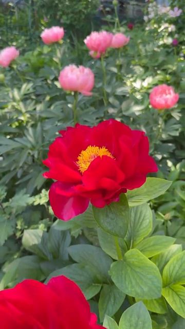 Моя пионовая медитация 🌺✨🌺✨🌺 смотреть онлайн
