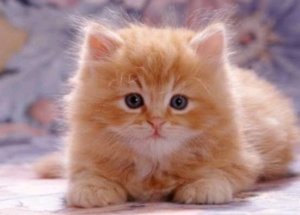:3