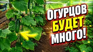 Как с ПЯТИ кустов огурца собирать много раннего урожая- наш способ!