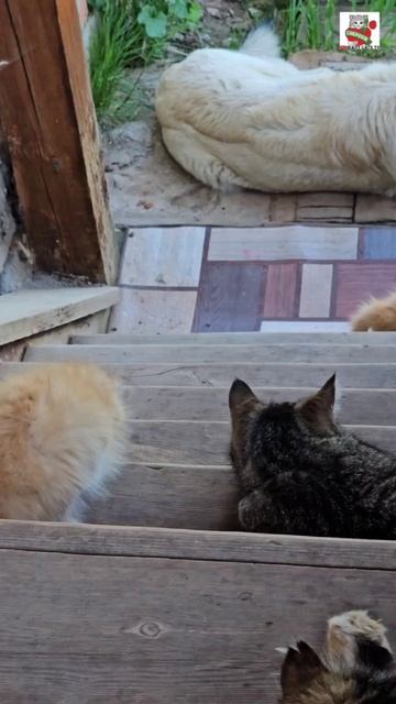 Прогулка 🌞😻❤️🐈🐈🐈🐈🐶 #котики