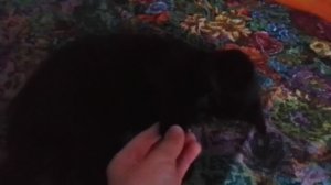 🔲СИМВОЛ МОЕГО КАНАЛА🔲 - КОТЕНОК 😺ЧЕФИР😼