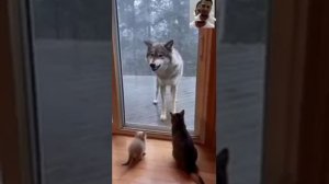 Кошки проявляют мужество защищая своих детенышей.
