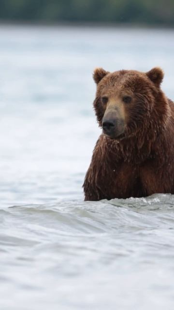 Бурый медведь, крупный самец, высматривает лосось в воде Курильского озера #brownbear  #дикаяприрода