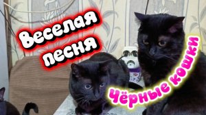 ЧЁРНЫЕ КОШКИ песня.