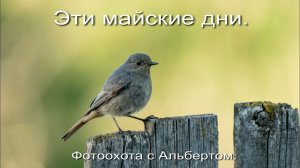 Фотоохота с Альбертом. Эти майские дни.