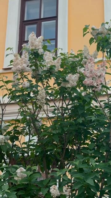 🌿 Весна в КГУ: ловите момент красоты!
