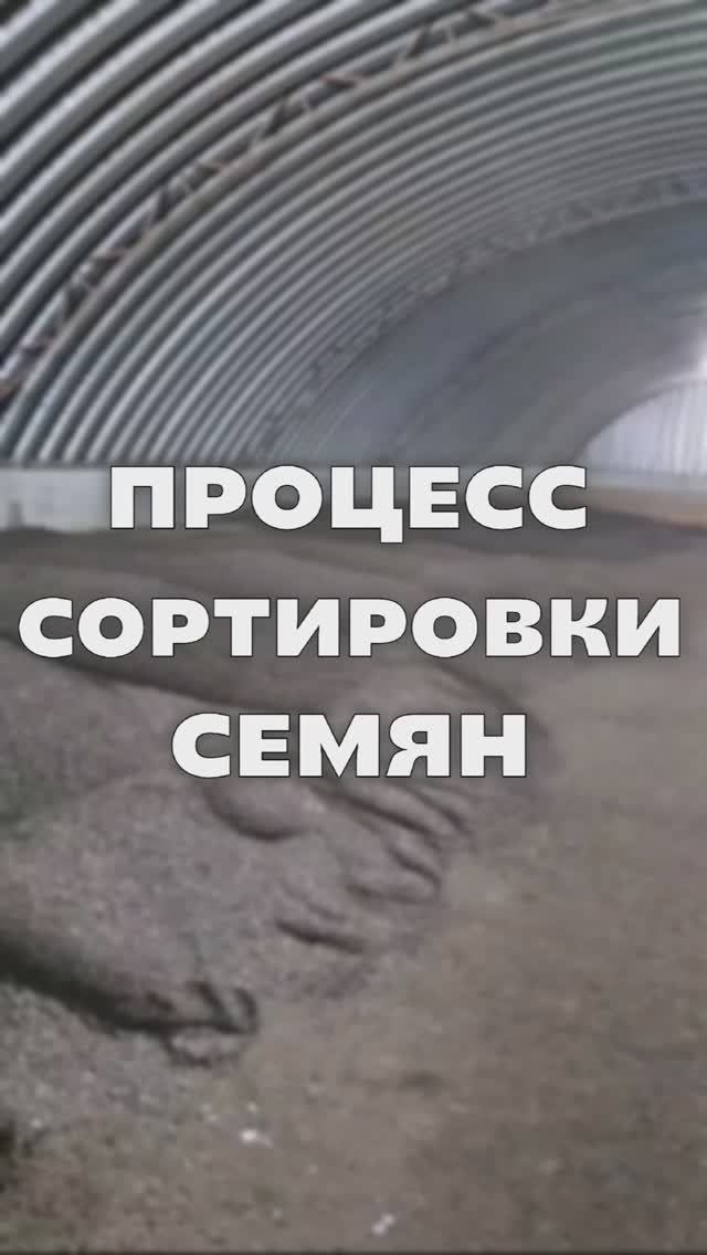 Сортировка семян подсолнечника #AUM #YogaFerma #ферма #агротехнологии #подсолечник #посевная