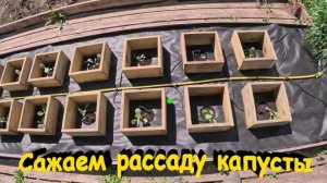 «Посадка рассады капусты.»#сад#огород#дача