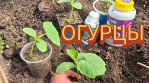 Кому и 3 много, а я высадила 36 штук. А сколько вы сажаете огурцов_