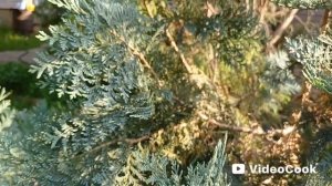 22 мая. Дача, закат. Всё растёт. Душевно.