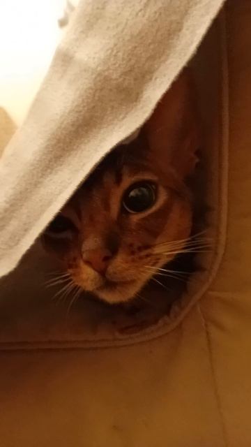 Котик спрятался, 22 мая 2026.