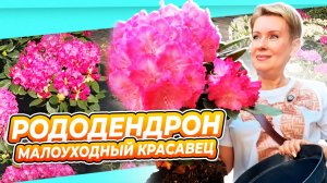 РОДОДЕНДРОН - малоуходный красавец вашего сада  Как выбрать  Как посадить  Как укрыть  Как ухаживать