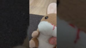 Барсик и учеба.матеша