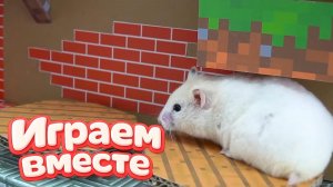 ХОМЯК ВЫБИРАЕТСЯ ИЗ СЕКРЕТНОЙ ХОМЯЧЕЙ ТЮРЬМЫ ! Играем ВМЕСТЕ ! Супер лабиринт для хомяка №3