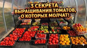 3 СЕКРЕТА ВЫРАЩИВАНИЯ ТОМАТОВ, о которых все молчат!