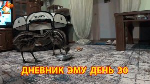 Дневник страусят Эму день 30