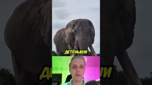 Даже уходя, слон бережет своих детей... #shorts