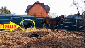 Паша знакомится с новой лошадью