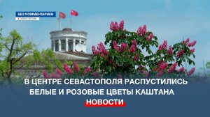 В центре Севастополя распустились белые и розовые цветы каштана