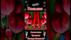 Тюльпан 2
