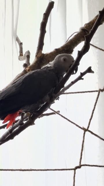 19-05-2026. Попугай 🦜 Жако. Привыкает к домашней обстановке. смотреть онлайн