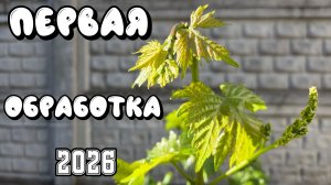 ОБРАБОТКА винограда по 3-5 ЛИСТУ.