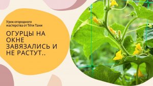 Огурцы на окне завязались и не растут... Что надо делать