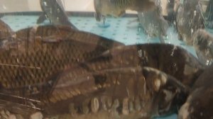 рыбки🐟🐟🐟