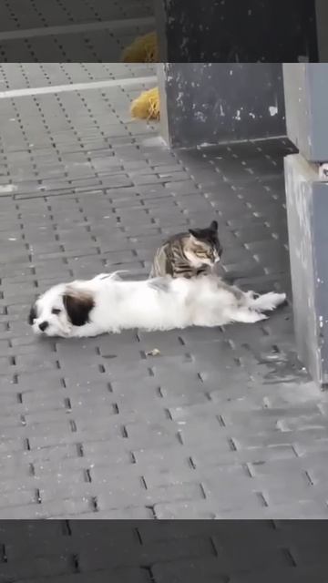 Видео от Tom and Сats / Кот на карте