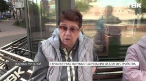Массовая вырубка деревьев в центре Красноярска