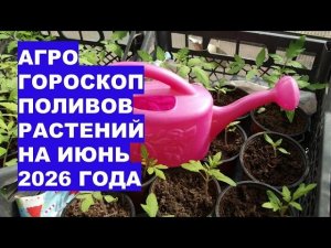 Когда поливать огород в июне 2026? Самые важные советы