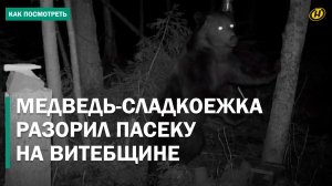 МЕДВЕДИ ТЕРРОРИЗИРУЮТ ПЧЕЛОВОДОВ И ДАЧНИКОВ: косолапые соседи заходят в гости и наводят свои порядки