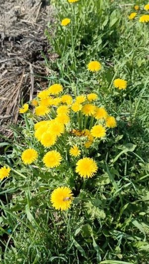 Обстановка на пасеке рабочая💪
все на одуванах🐝🐝🐝