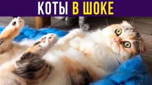 КОТЫ В ШОКЕ)) Приколы с котами