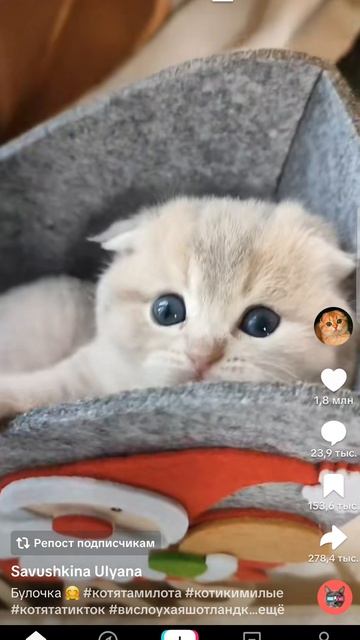 котик смотреть онлайн