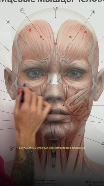 Ботокс FULLFACE