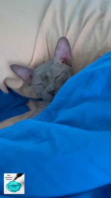 Коронованная особа. Это не она с нами живет. А мы у нее гостим🙈 #cat #милота #котики #дом #сфинкс