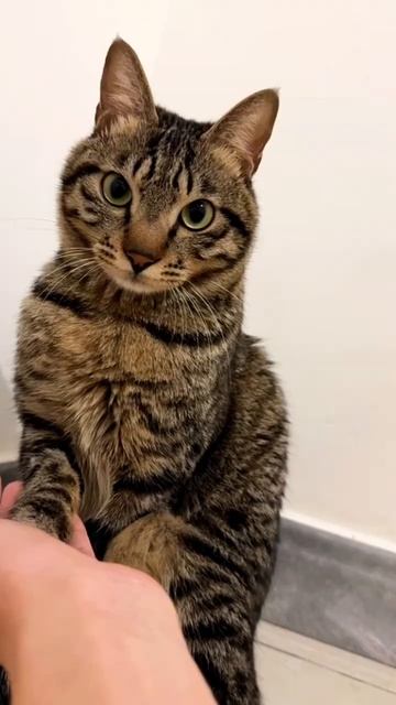 Забавные котики😝