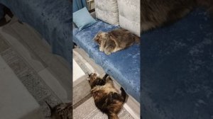 Поиграли