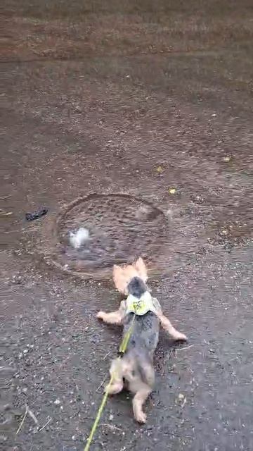 VID-20260521-WA0040.mp4 смотреть онлайн