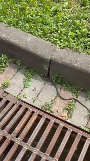 Уж (не ядовитая змея) в парке смотреть онлайн