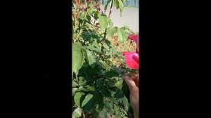 23.05. Утро. Птицы поют.