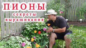 Как добиться пышного цветения пионов за короткое время после посадки.
