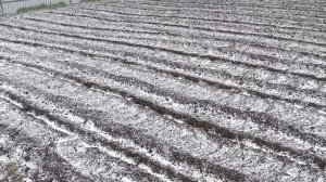 22 мая. Где весна? 🥶 Нас засыпало снегом, спасаем сад.