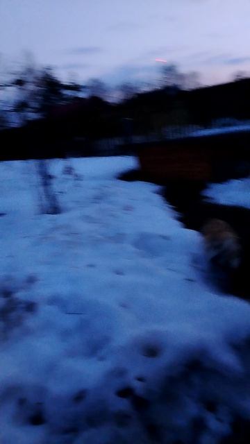 Бешенство моего пса Барни