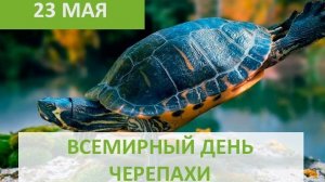 23.05.26 - Всемирный День черепахи