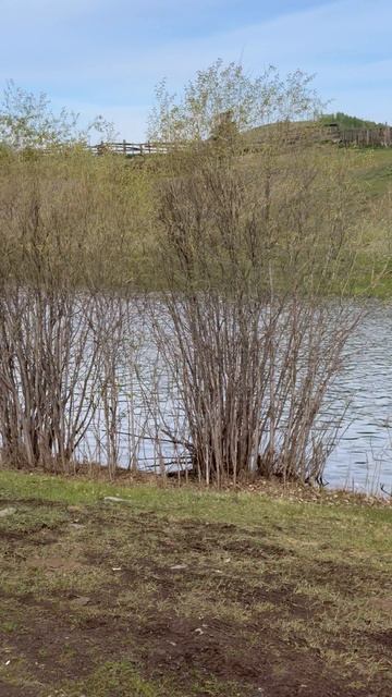 Лужайка у ворот… Вид на берег реки Сой… зеленеет… смотреть онлайн